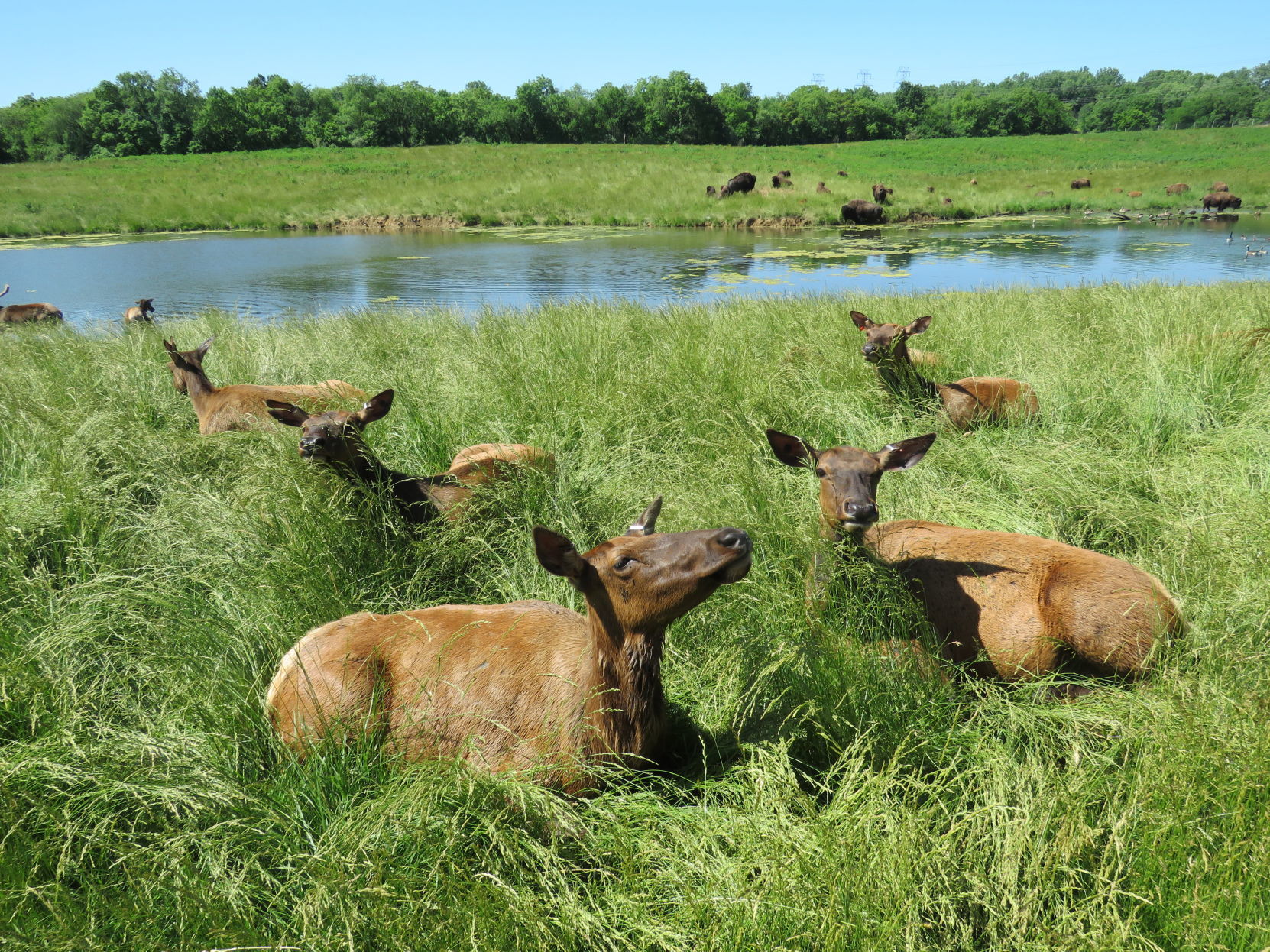 Elk herd
